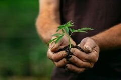 THE ADVENTURE OF HEMP
